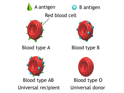 What are the four different blood types?